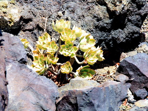 Parque Natural de los Volcanes 