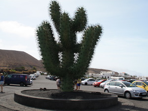 Jardin de Cactus 