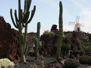 Jardin de Cactus 