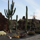 Jardin de Cactus 