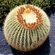 Jardin de Cactus 
