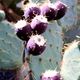 Jardin de Cactus 