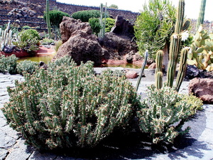 Jardin de Cactus 