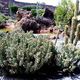 Jardin de Cactus 