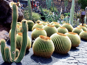 Jardin de Cactus - trony teściowej