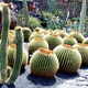 Jardin de Cactus - trony teściowej
