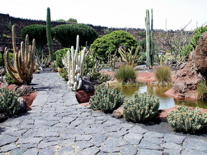 Jardin de Cactus 