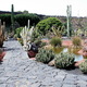 Jardin de Cactus 