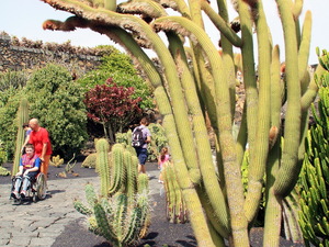 Jardin de Cactus 