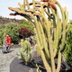 Jardin de Cactus 