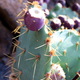 Jardin de Cactus 