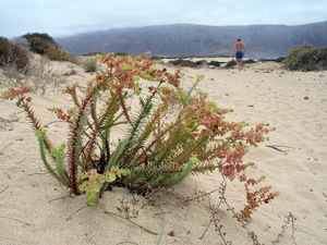 La Graciosa -roślinnośc