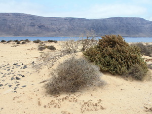 La Graciosa-roślinnośc 