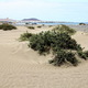 Playa de Famara - ślady wiatru 