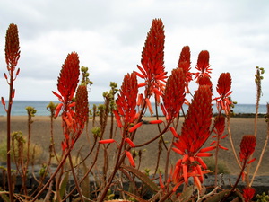 Matagorda - aloesy 