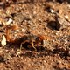 skorpion, Maroko