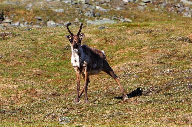 renifery - Troms Border Trail - Norwegia