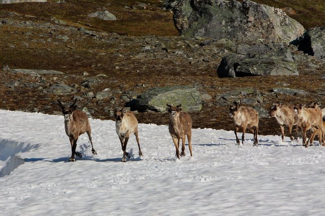 renifery -Norwegia 2011 07 245