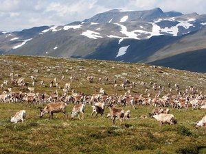 więcej reniferów - Troms Border Trail - Norwegia