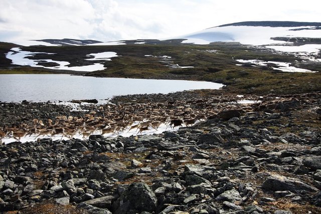 renifery - Troms Border Trail - Norwegia