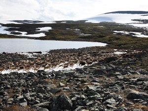 renifery - Troms Border Trail - Norwegia
