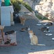 Koty w mieście Rodos