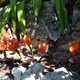 kwiatki