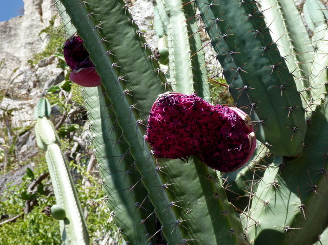 owoc kaktusa
