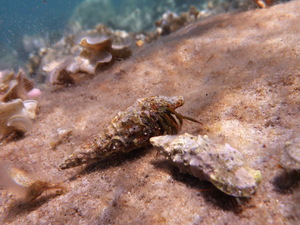 krab