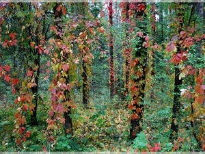 Kolorowy las