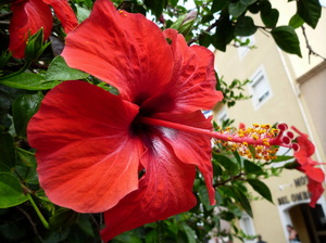 hibiskus