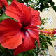 hibiskus