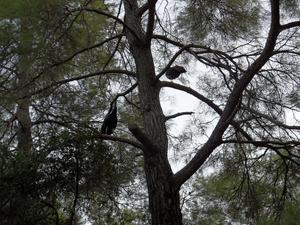 Pawie na drzewie