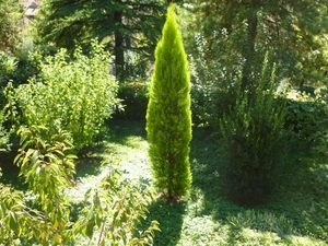 ogród, czy park