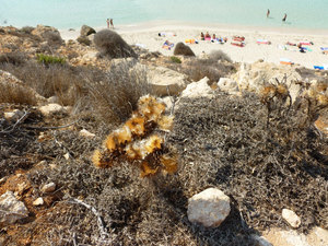 spojrzenie ze ścieżki na plażę