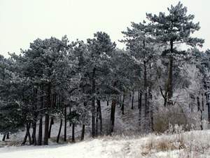 las od strony Sobieszewa