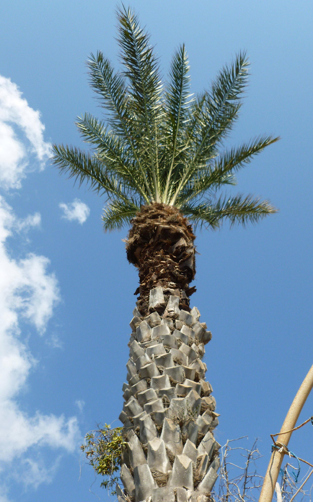 strzelista palma
