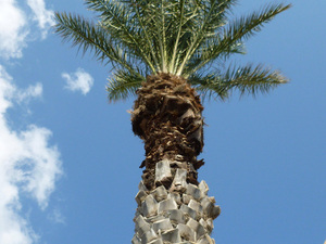 strzelista palma