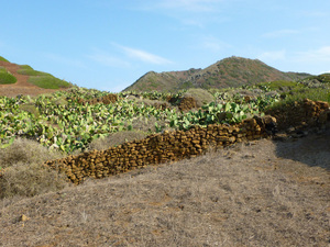 uprawy