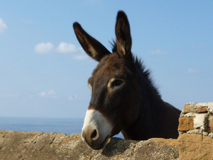 Maurizio