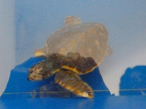 żółwiczka