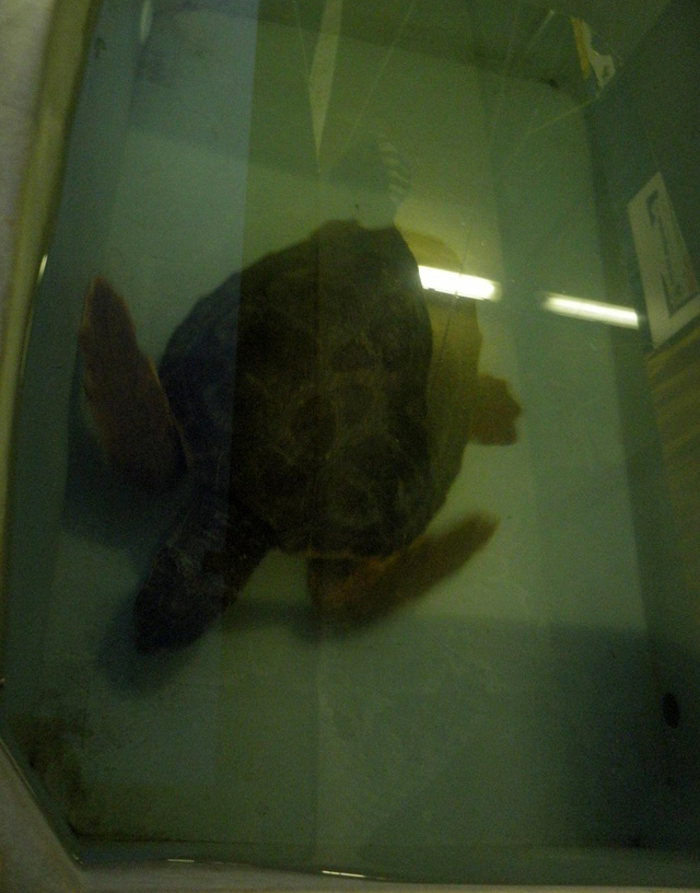 żółw w szpitalu