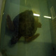 żółw w szpitalu