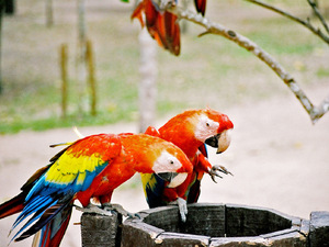 Papugi w Copan