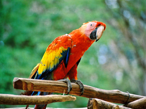 Papuga z Copan