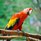 Papuga z Copan