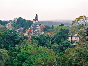 Tikal wyrastające z dżungli