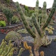 Kaktusy_2