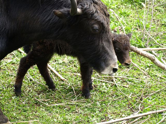 Stada jaków w drodze do Trongsa