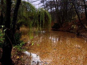 15 Tiergarten